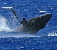 Breaching Humpback